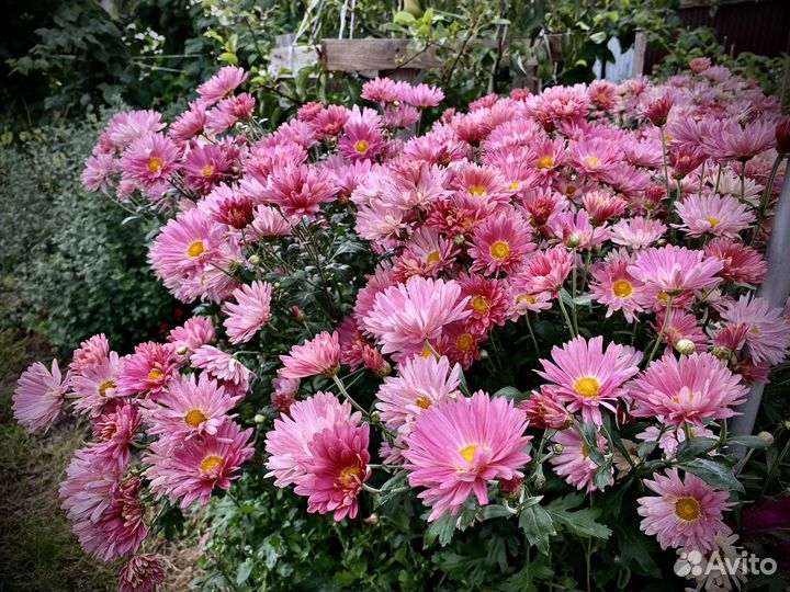 Хризантема ранняя