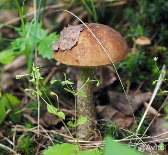 Грибы свежие подосиновики