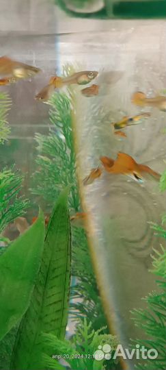 Пара самец+самка