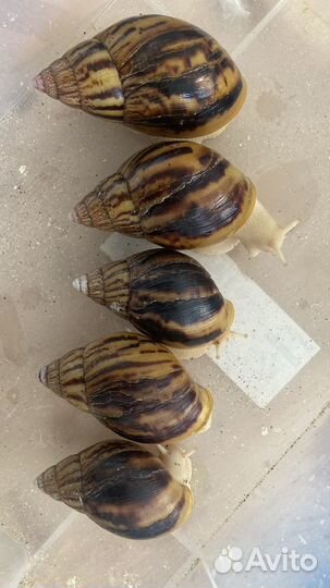 Ахатина тигр