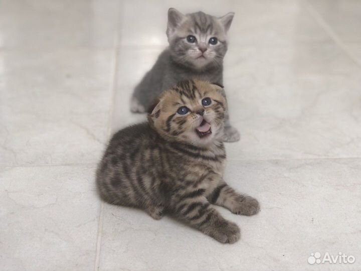 Шотландские котята