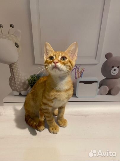 Котята бесплатно