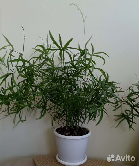 Спатифиллум, церопегия, фикусы