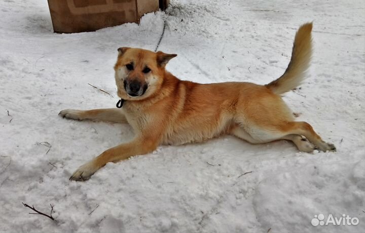 Лисичка ждет хозяев