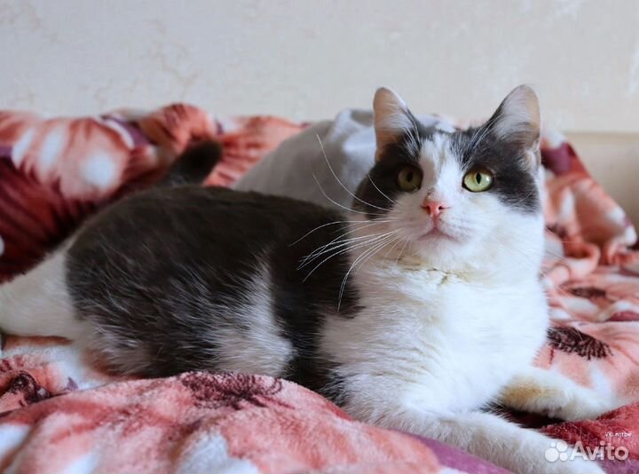 Отдам кота в добрые руки