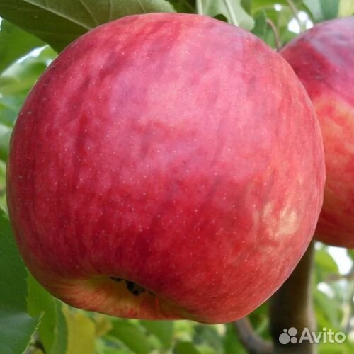 Саженцы Яблони