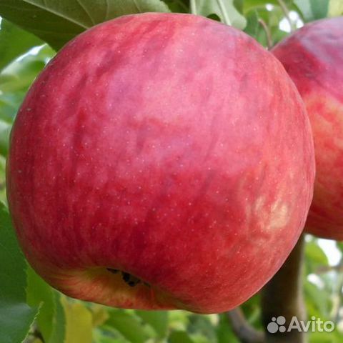 Саженцы Яблони