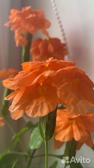 Кроссандра. Герань