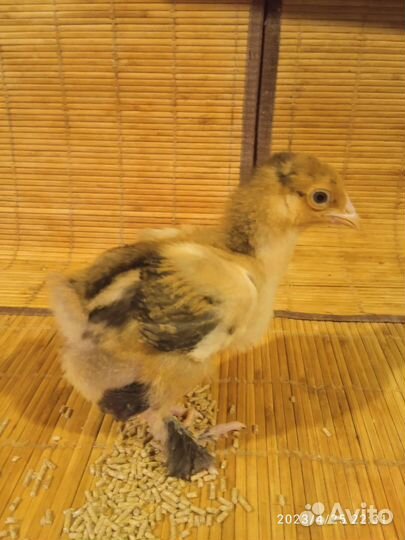 Цыплята породы брама