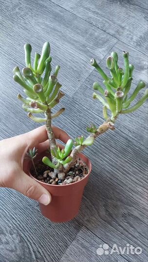 Алоэ и крассула Голлум