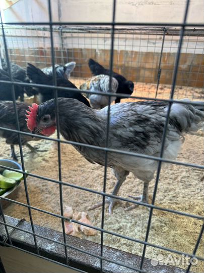 Грюнлегер петух