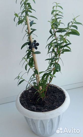 Миртовое дерево