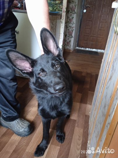 Продаю овчарку