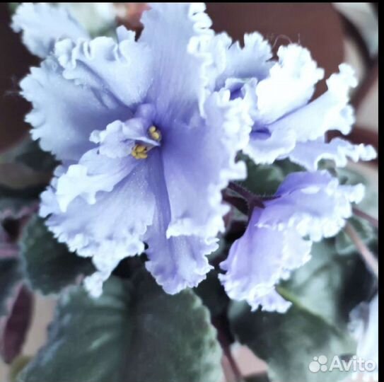 Фиалка Эльфийский сад (лист)