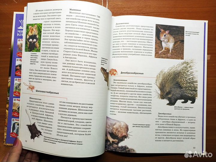 Энциклопедия. Зачем и Почему. Хомяки, бобры и друг