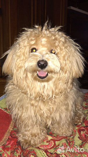 Передержка животных в квартире зооняня