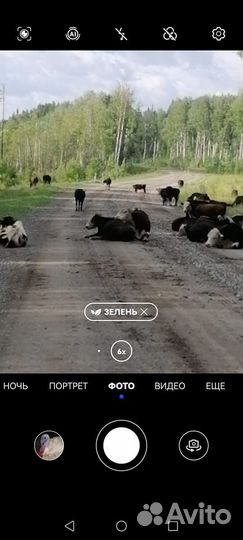 Сельхоз животные