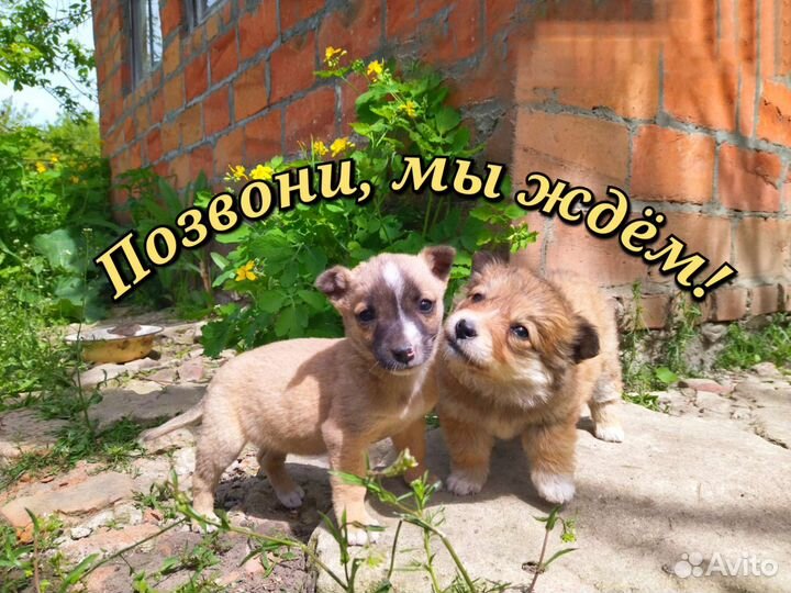 Щенки маленькой собачки 1,5 - 2 месяца