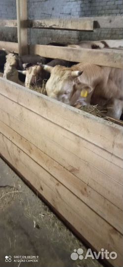 Мясо телятина, говядина