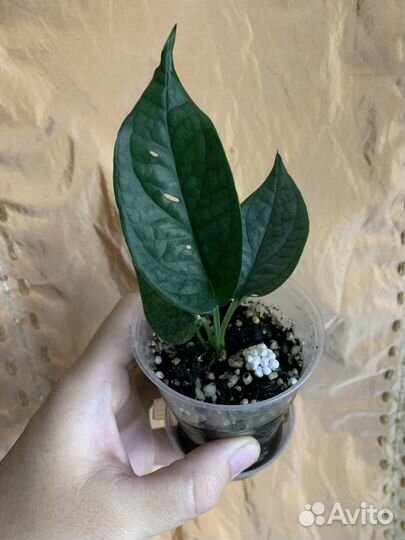 Монстера Спайдермен