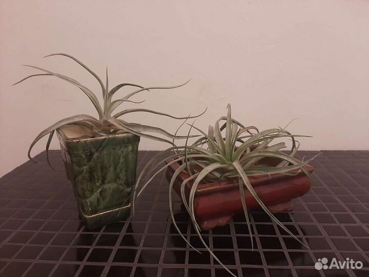 Кашпо для суккулентов