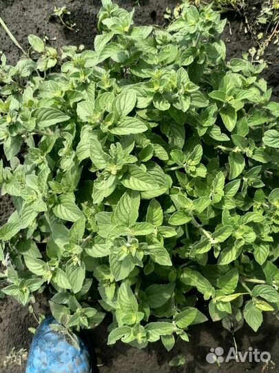 Рассада вкусной мяты