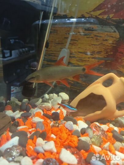 Рыбка аквариумная алабеу