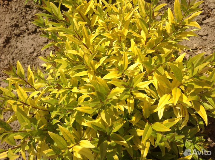 Желтолистная бирючина