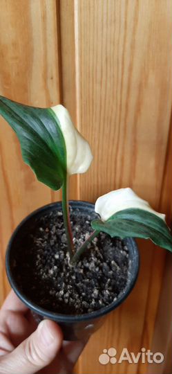 Комнатные растения - разные