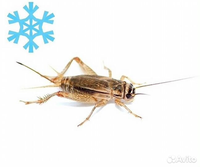 Замороженные сверчки