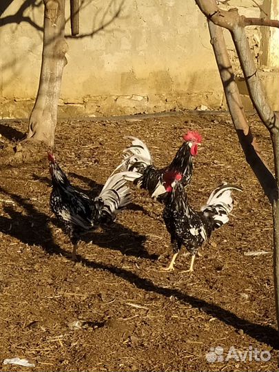 Инкубационные яйца и петухи