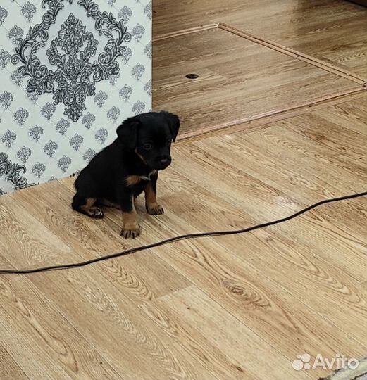 Продам щенка