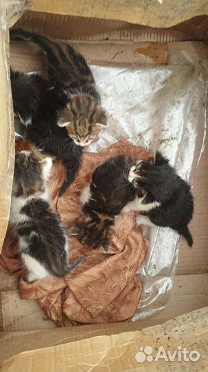 Маленькие котята с мусорки