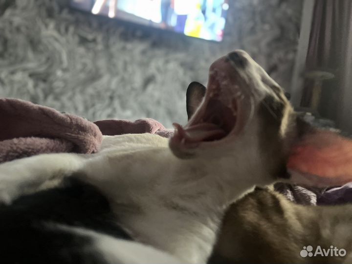 Ориентальная котенок