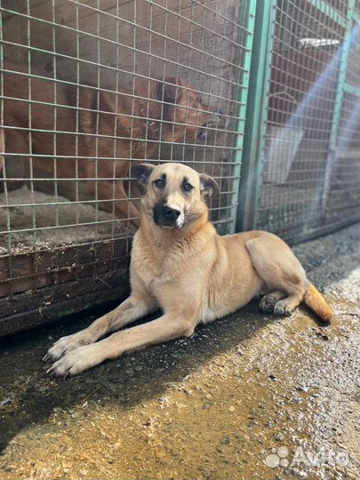 Верная подруга ждет тебя в приюте