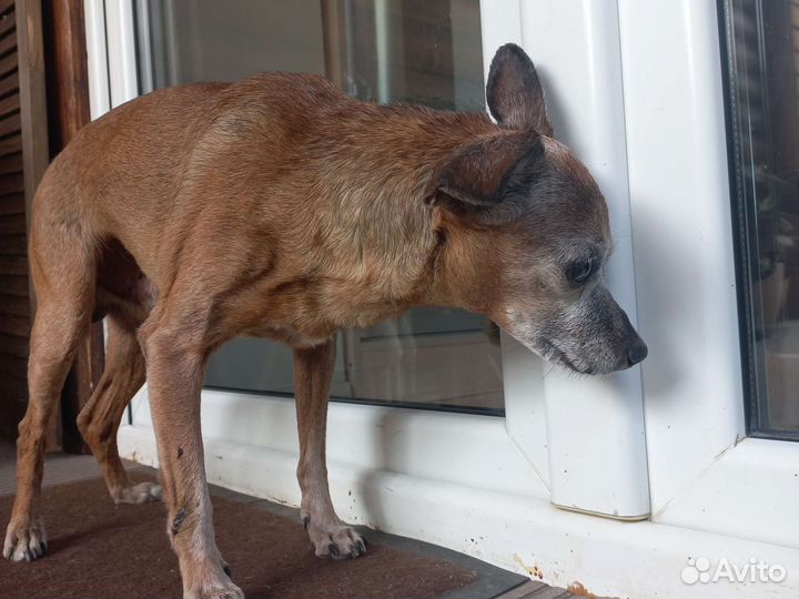 Найдена собака