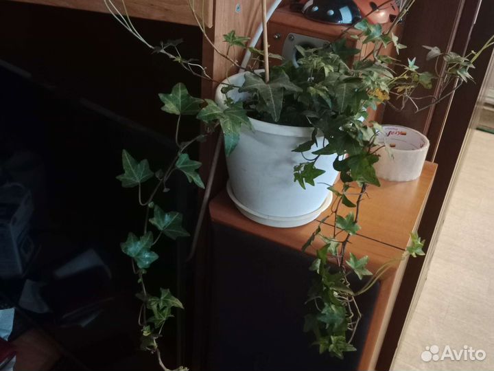 Комнатные растения