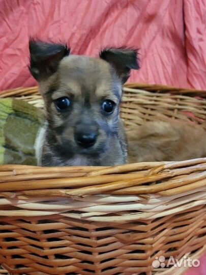 Щенок 2 месяца