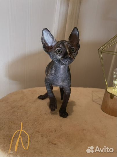 Канадский сфинкс