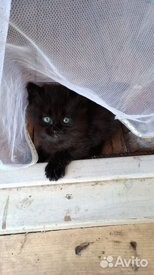 Очаровательный котенок