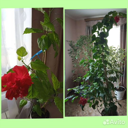 Комнатные цветы