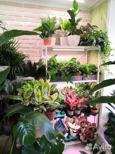 Комнатные растения цветы