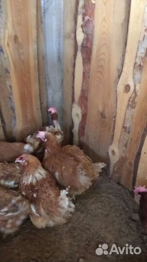 Куры несушки