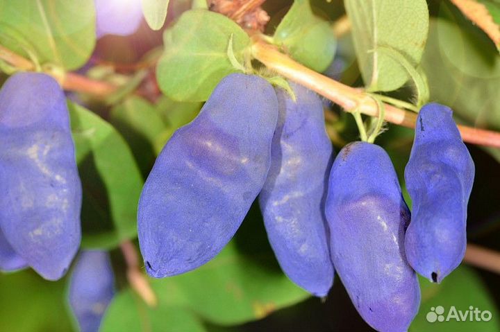 Саженцы жимолости