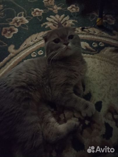 Вроде британец