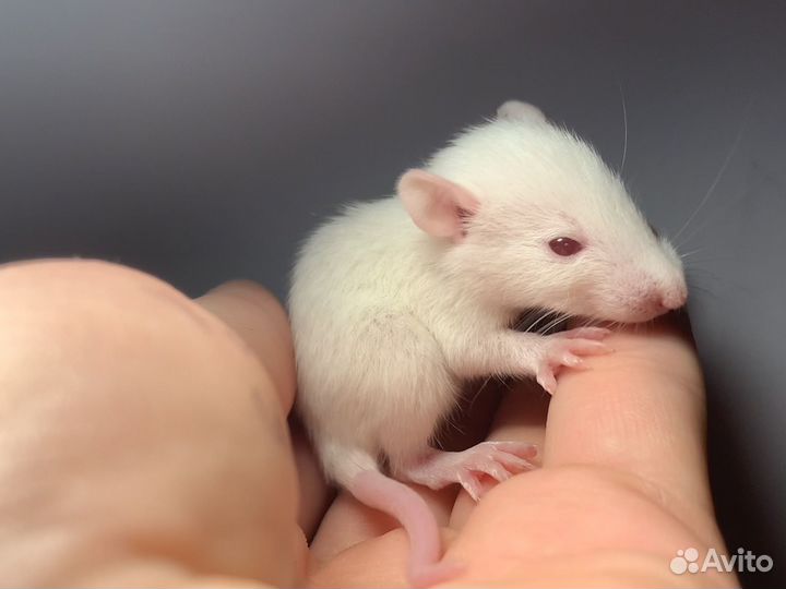 Крысята