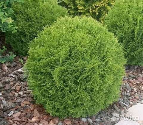 Туя Литлл Гиант