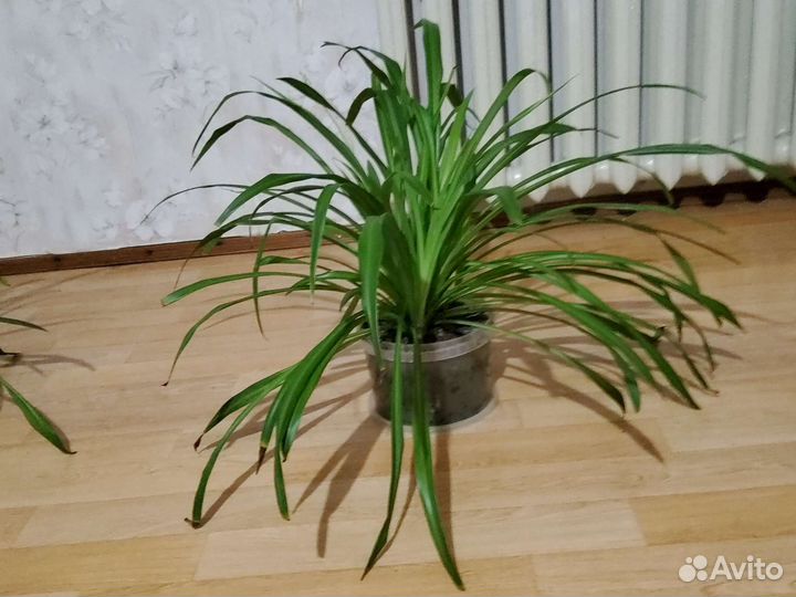 Хлорофитум