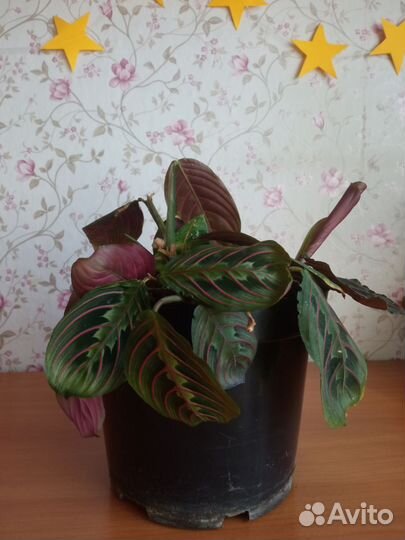 Маранта триколор