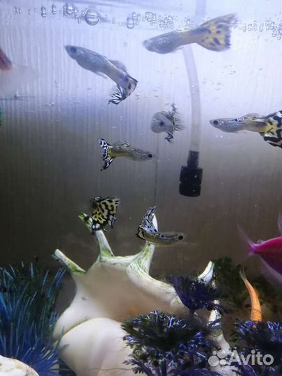 Самец гуппи